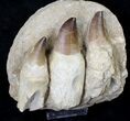 Impressive Mosasaur (Prognathodon) Jaw Section - #19687-1